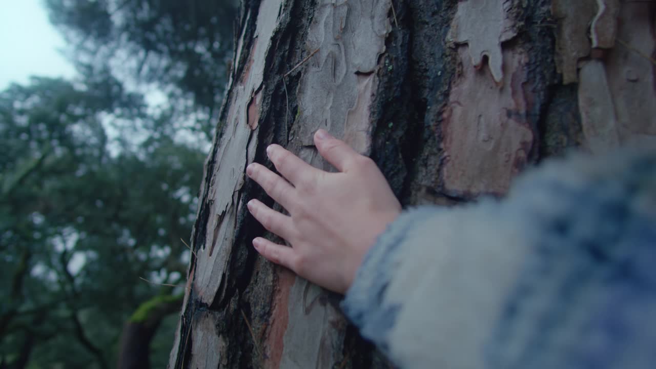 女人的手抚摸着巨大松树的树皮