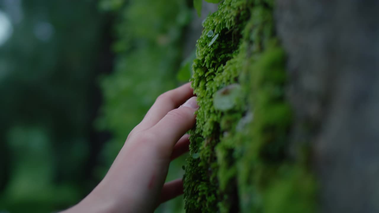 女人的手在森林里触摸树干上的苔藓