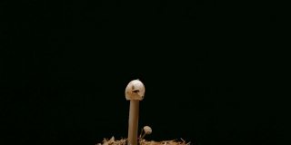 在宏观模式下，蘑菇在黑色背景下缓慢生长