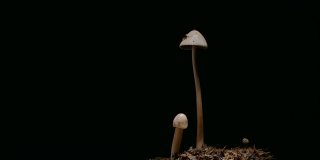 在宏观模式下，蘑菇在黑色背景下缓慢生长