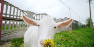 可爱的小山羊站在摄像机附近，第一个计划看着小向日葵