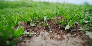 大蚂蚁在地上奔跑，为蚁丘收集树枝和树叶。