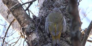 白俄罗斯林地中的灰头啄木鸟(Picus canus)