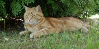 夏天，红猫躺在花园里休息。外面的猫玩。在阳光下