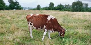 红斑牛在草地上吃草。奶牛在美丽的草地上吃草。农场和农业概念。4 k分辨率的视频。