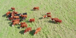 奶牛在草地上放牧。