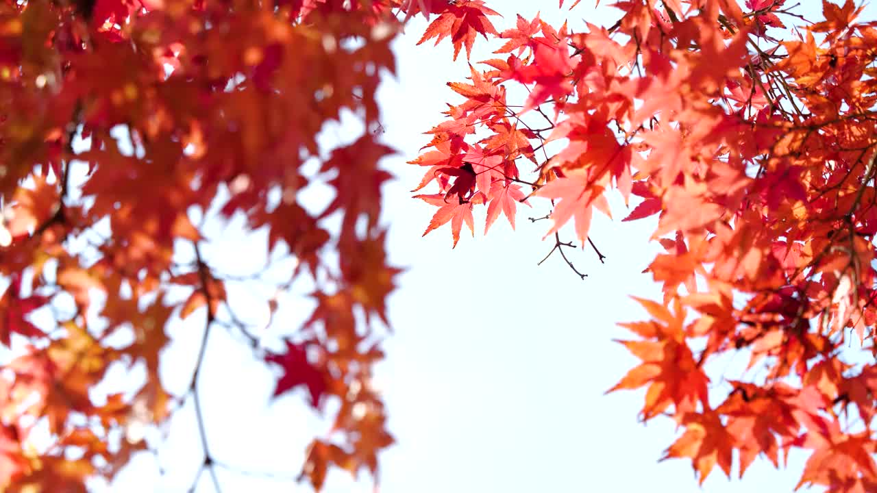 红色的树叶。从正下方拍摄。
