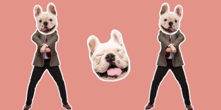 4K最小动画运动设计。跳舞的男人脸上有张搞笑的狗脸。流行和舞蹈的气氛。商人在定格运动，2D，现代，概念，当代波普艺术拼贴。聚会、商务、概念