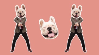 4K最小动画运动设计。跳舞的男人脸上有张搞笑的狗脸。流行和舞蹈的气氛。商人在定格运动，2D，现代，概念，当代波普艺术拼贴。聚会、商务、概念视频素材模板下载