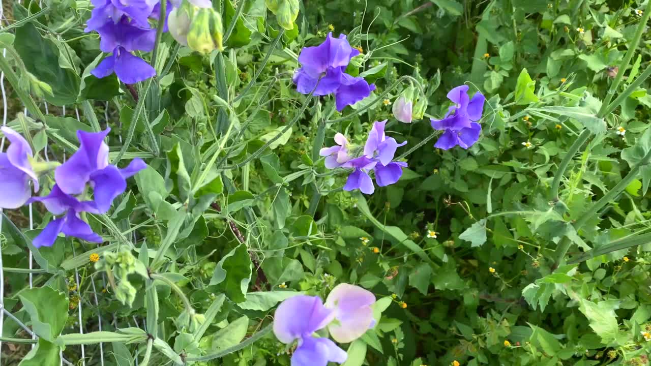 紫色香豌豆花