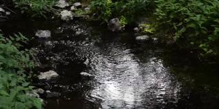 小溪里流淌着水，小溪在夏天的日子里在森林里流淌。