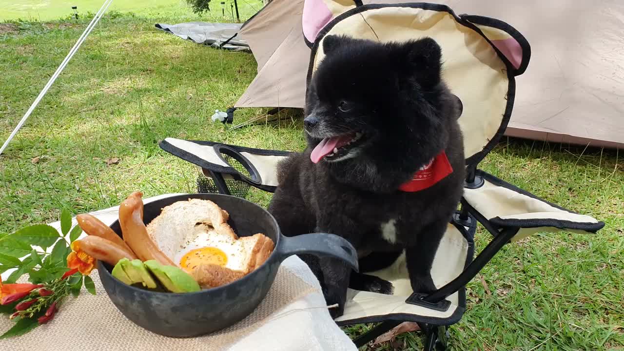 波美拉尼亚狗坐着看早餐在露营之旅调查营地，并转身看相机。