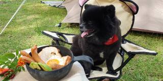 波美拉尼亚狗坐着看早餐在露营之旅调查营地，并转身看相机。