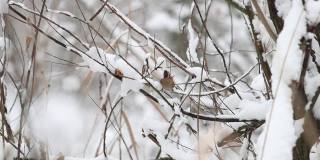 一只小鸟在白雪覆盖的树枝上飞走了