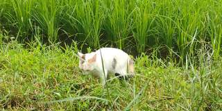 可爱的猫在绿色的草地上玩耍
