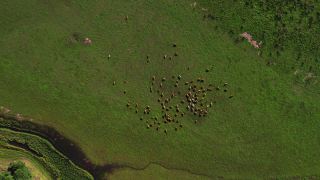 在田野的草地上吃草的肉牛视频素材模板下载
