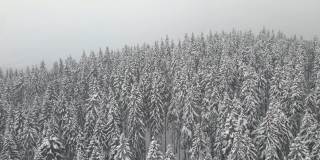 寒冷宁静的夜晚，冬山森林里，云雾缭绕的常绿松树被大雪覆盖着。