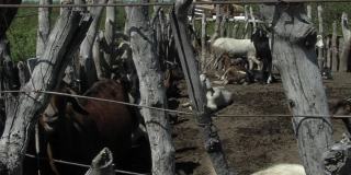 阿根廷拉潘帕省的羊群。