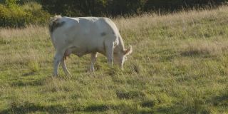 奶牛在绿色的田野在日落奶牛农场农业