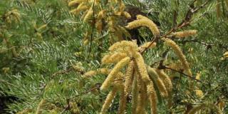 Prosopis glandulosa bloom - Joshua tree np - 043021 v