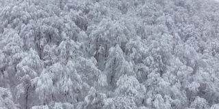 缓慢飞行浓密的白树冰林在高山寒冷的冬季季节