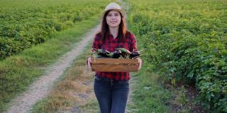 一位女农民拿着一盒新鲜漂亮的茄子穿过菜地