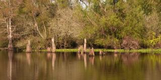 路易斯安那州阿查法拉亚沼泽的白鹭