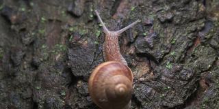 大葡萄蜗牛慢慢地爬到树上