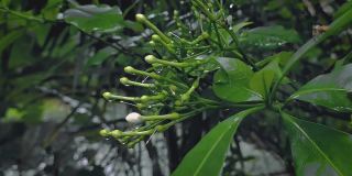 Tabernaemontana divaricata，通常被称为纸轮花，绉纱茉莉花，东印度玫瑰湾和尼鲁皇冠是一种常青灌木或小树，原产于南亚，东南亚和中国。