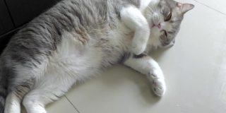 有趣的苏格兰折灰色条纹猫睡觉，躺着和转动它的身体在舒适