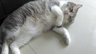 有趣的苏格兰折灰色条纹猫睡觉，躺着和转动它的身体在舒适视频素材模板下载