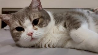 有趣的苏格兰折灰色条纹猫睡觉和躺在人的床上视频素材模板下载