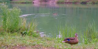 城市池塘里的野鸭平静的生活。鸭子在水里游泳，沿着湖边的草地散步