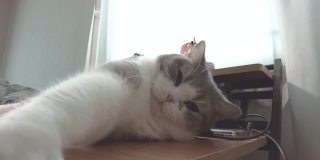 这是一段有趣的视频，记录了躺在家里办公桌上昏昏欲睡、懒惰的苏格兰折褶猫的运动