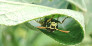黄蜂坐在花园的绿叶上。特写镜头宏黄蜂。危险的昆虫户外