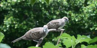 两只年轻的斑马鸽在树枝上整理和放松