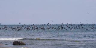 海边的野生动物。迁徙的大鸬鹚在水面编队飞行。大雁编队飞翔，蓝天。缓慢的运动。