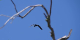 缓慢的运动。大雁编队飞翔，蓝天。迁徙的大鸬鹚在编队飞行。
