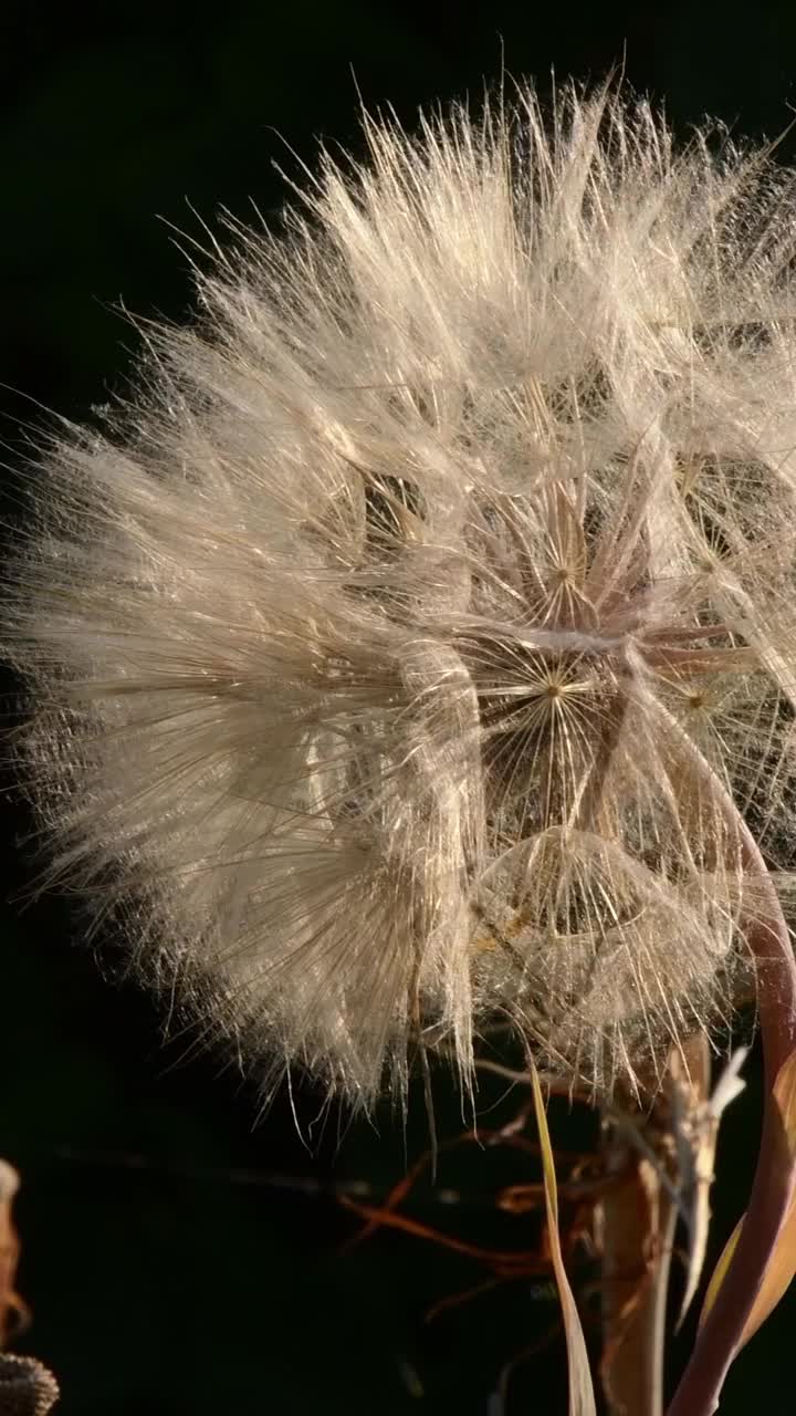 蒲公英一样的花，叫做山羊胡子