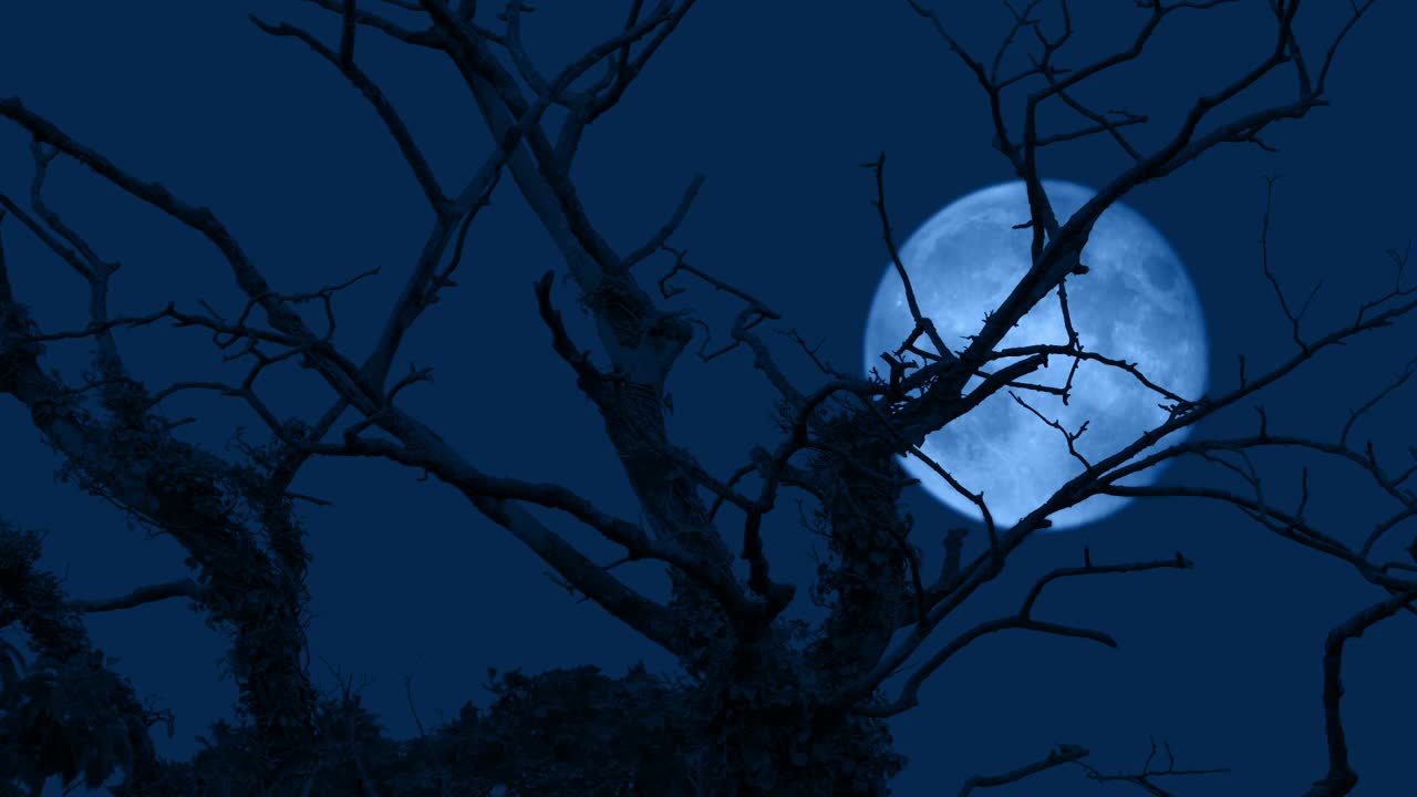 月亮在光秃秃的树后面