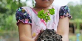 在花园里，孩子手捧着一棵幼苗。孩子们在菜园里种蔬菜。树的手。