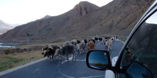 牦牛在西藏的路上行走