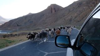 牦牛在西藏的路上行走视频素材模板下载