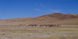 西藏阿里地区的野驴行走