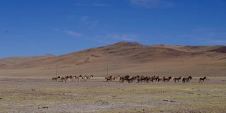 西藏阿里地区的野驴行走
