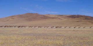 在西藏阿里地区跑野驴