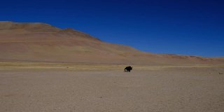 一只野牦牛独自行走在西藏高原地区