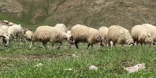 一群在西藏草原上吃草的羊