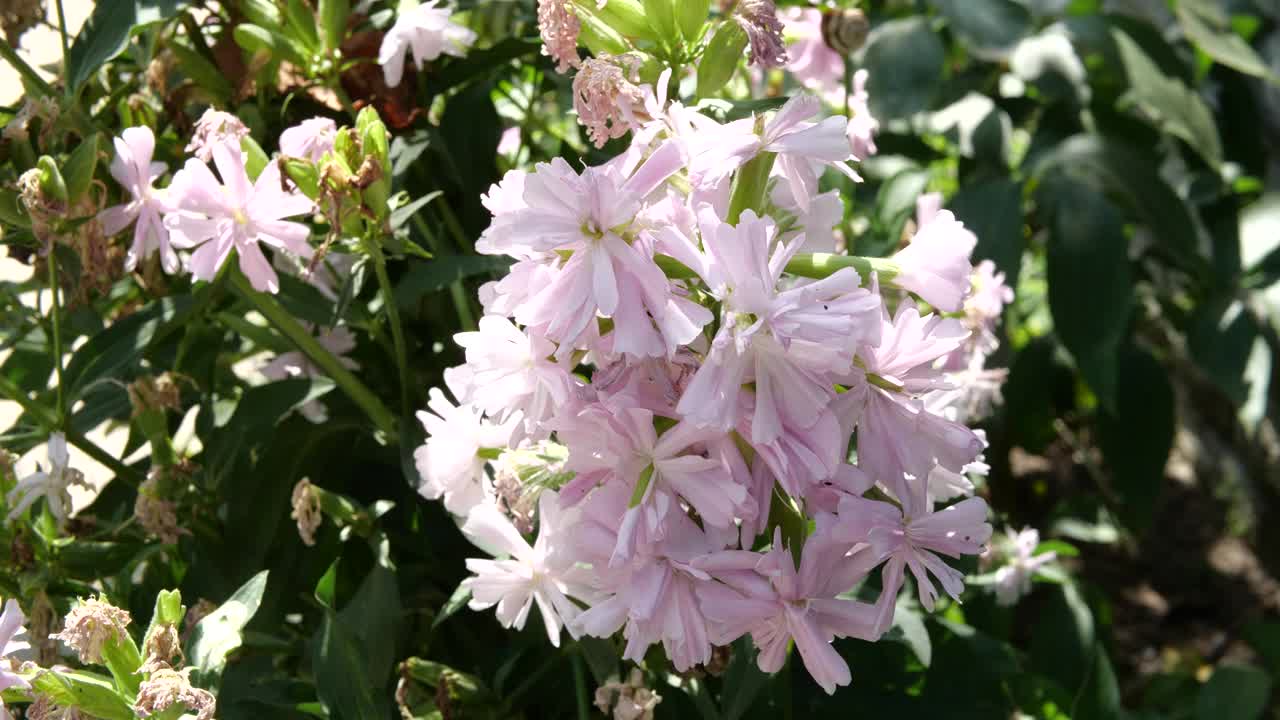17、皂角药用枝在风中。粉红色的夏花。篇关于开花