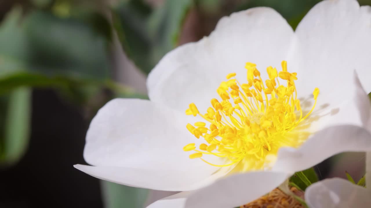 食蚜蝇、花蝇或食蚜蝇，昆虫科食蚜蝇。它们伪装成危险的昆虫黄蜂和蜜蜂。许多种类的成虫主要以花蜜和花粉为食。